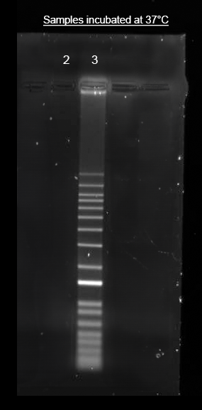 Direct labeling of nucleic acid using Helixyte™ iFluor® 594 Nucleic Acid Labeling Dye. DNA ladder was labeled with 50 µM of Helixyte™ iFluor® 594 Nucleic Acid Labeling Dye (Lane 3) and analyzed alongside unlabeled DNA (Lane 2) on 1% agarose DNA gel using gel electrophoresis.