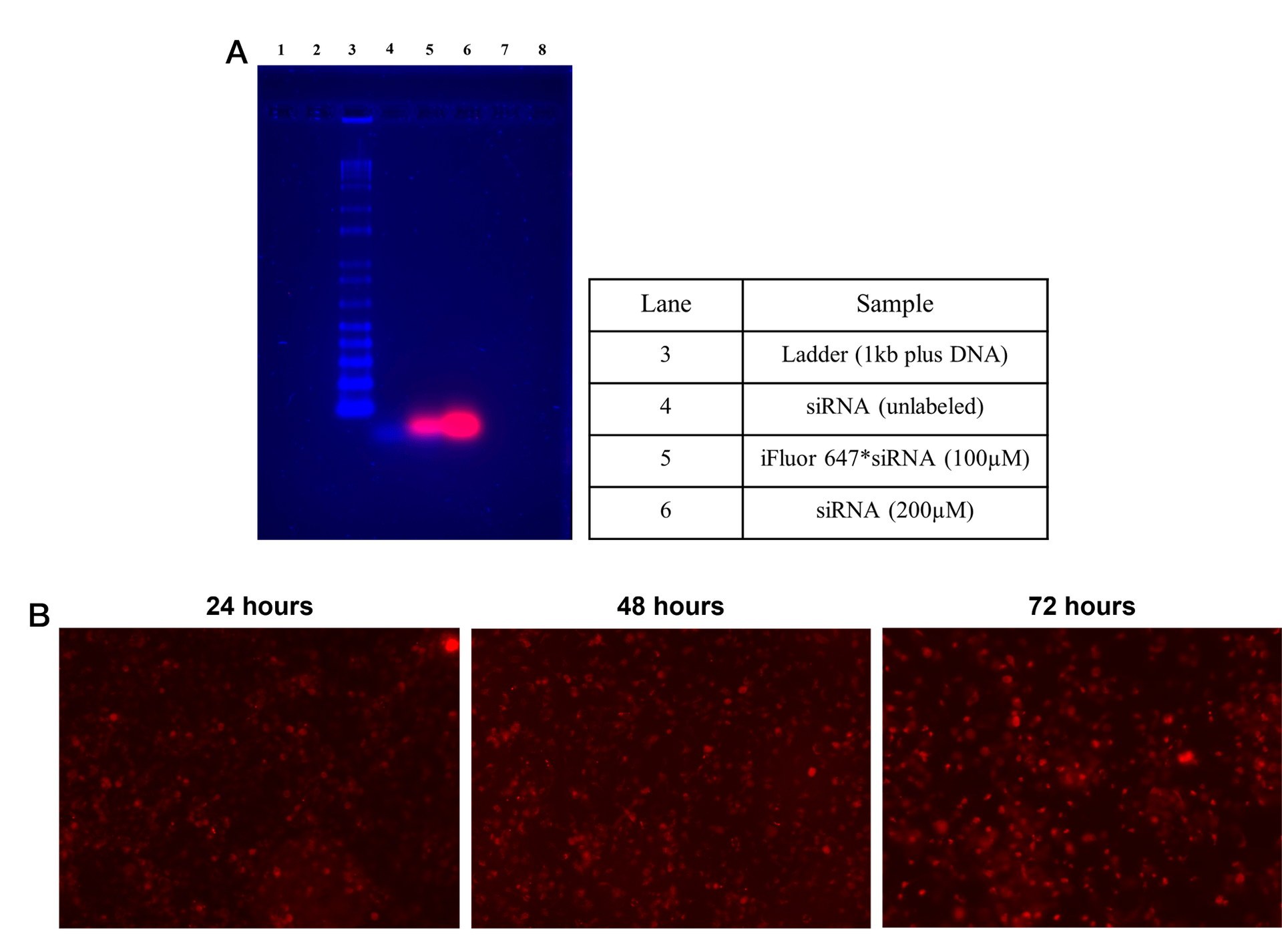 <b>Gel migration and cellular uptake of Helixyte™ iFluor® 647-labeled siRNA.</b>
(A) Gel pattern for 100 ng each of unlabeled siRNA, 100 µM Helixyte™ iFluor® 647-siRNA, and 200 µM Helixyte™ iFluor® 647-siRNA on a 2% agarose gel stained with CyberOrange. Unlabeled and labeled siRNAs showed similar migration patterns. Notably, labeled siRNAs appeared as red bands under a Cy5 filter, while unlabeled siRNA was visible as blue under a Sypro Ruby filter.
(B) Fluorescence microscopy of HeLa cells transfected with 50 nM Helixyte™ iFluor® 647-labeled siRNA using Transfectamine 7000. Observations at 24, 48, and 72 hours post-transfection under a Cy5 filter demonstrated successful siRNA uptake detected as early as 24 hours, with fluorescence intensity increasing over time, indicating progressive cellular incorporation of labeled siRNA.