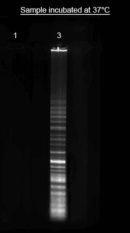 Direct labeling of nucleic acid using Helixyte™ iFluor® 750 Nucleic Acid Labeling Dye. DNA ladder was labeled with 100 µM of Helixyte™ iFluor® 750 Nucleic Acid Labeling Dye (Lane 3) and analyzed alongside unlabeled DNA (Lane 1) on 1% agarose DNA gel using gel electrophoresis.