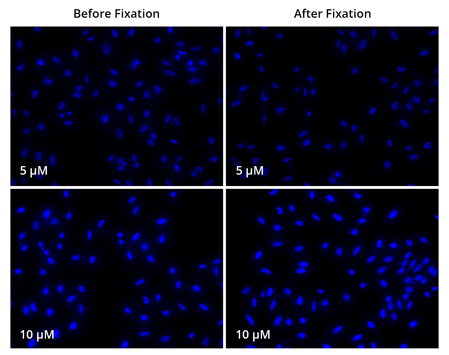 HeLa cells were seeded in 96-well microplates and incubated at 37 °C, 5% CO<sub>2</sub> for 24 hours. Cells were then stained with 5 or 10 µM Hoechst 33342 for 30 minutes at 37 °C, washed, and imaged on a Keyence BZ-X microscope. Afterward, cells were fixed with 4% formaldehyde for 20 minutes at RT, washed and imaged. 