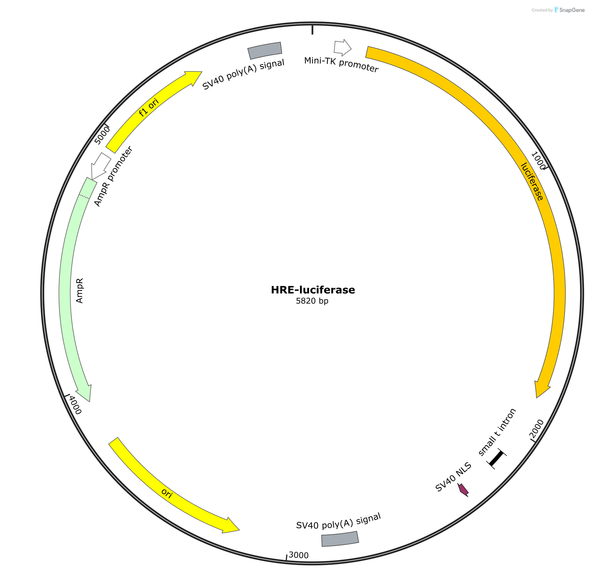 Schematic map of the HRE-Luciferase reporter plasmid (5820 bp).