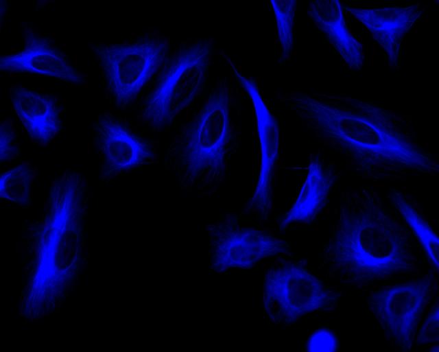 HeLa cells were stained with mouse anti-tubulin followed by iFluor 350 goat anti-mouse IgG (H+L).