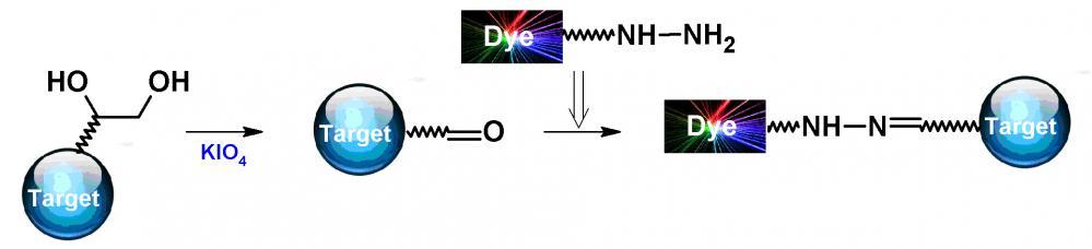 Fluorescent dye hydrazine derivatives are the most popular tool for conjugating dyes to a target compound with a carbonyl group (e.g., aldehyde, carboxylic acid or activated carboxy group such as NHS ester). Fluorescent dye hydrazine derivatives are useful for tracing neurons.