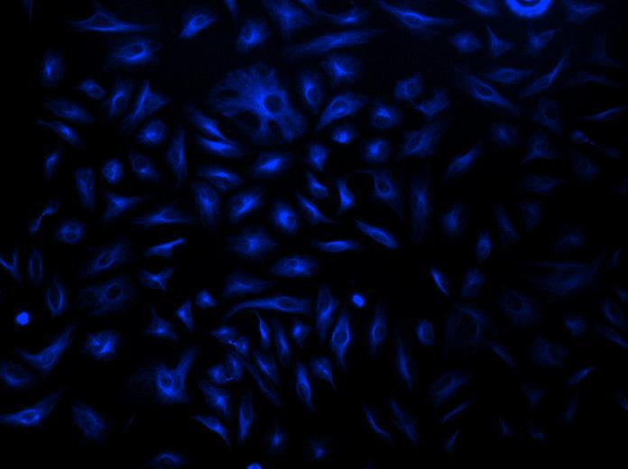 HeLa cells were incubated with mouse anti-tubulin and biotin goat anti-mouse IgG followed by AAT’s iFluor® 350-streptavidin conjugate.