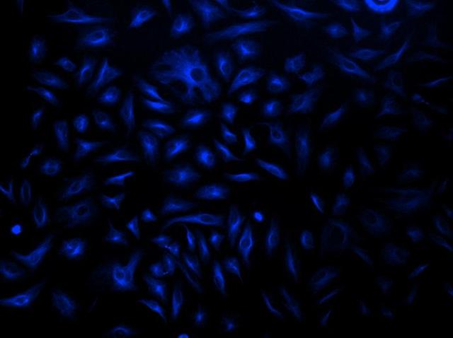 HeLa cells were incubated with mouse anti-tubulin and biotin goat anti-mouse IgG followed by AAT’s iFluor® 350-streptavidin conjugate.