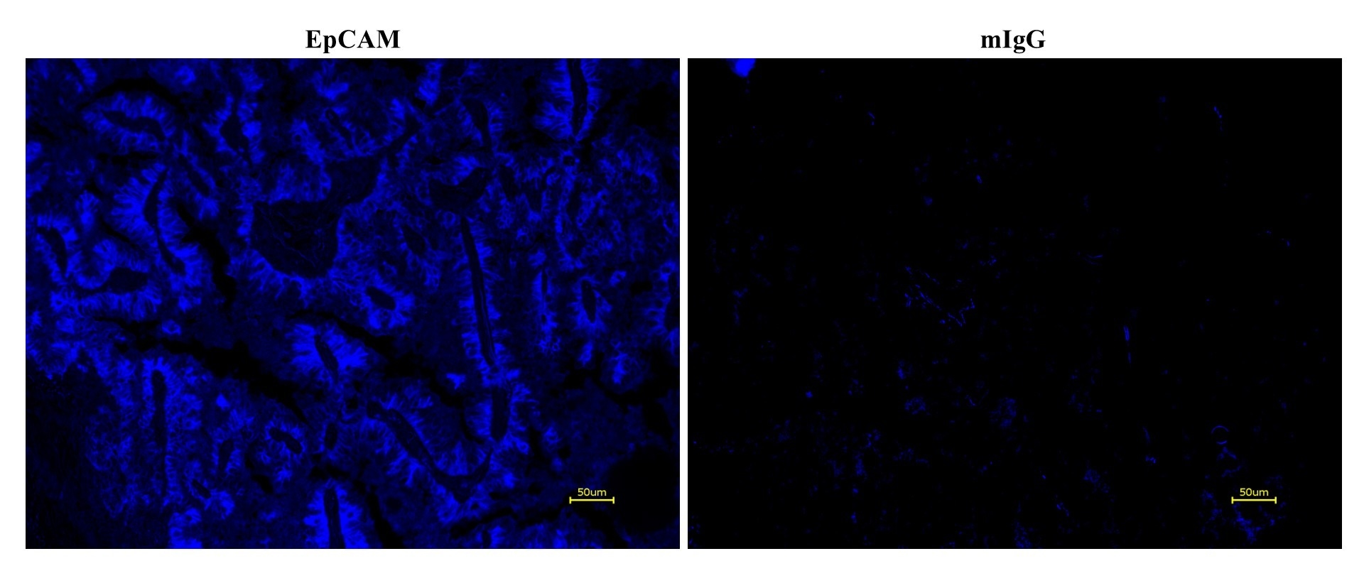Formalin-fixed, paraffin-embedded (FFPE) human lung tissue was labeled with anti-EpCAM mouse mAb followed by HRP-labeled goat anti-mouse IgG (Cat No. 16728). The fluorescence signal was developed using iFluor® 350 styramide (Cat No. 45000) and detected with a DAPI filter set.
