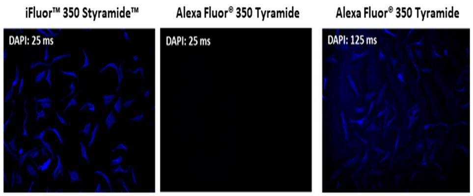 Fluorescence images of HeLa cells labeled with rabbit anti-Tubulin primary antibody. Cells were then stained with a HRP-labeled Goat anti-Rabbit IgG secondary antibody followed by iFluor® 350 Styramide&trade; (Left) or Alexa Fluor&reg; 350 tyramide (Middle and Right), respectively. Fluorescence images were taken using the DAPI filter set and the exposure time was labeled accordingly. iFluor® 350 Styramide&trade; shows significantly higher fluorescence intensity than Alexa Fluor&reg; 350 tyramide if under the same exposure time (25 ms). Alexa Fluor&reg; 350 tyramide requires exposure time higher (125 ms) to visualize the staining.