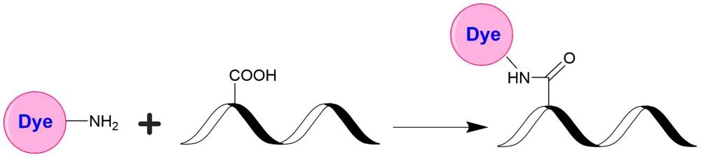 <p>Fluorescent dye amines are the most popular tool for conjugating dyes to a target compound with a carbonyl group (e.g., aldehyde, carboxylic acid or activated carboxy group such as NHS ester).</p>