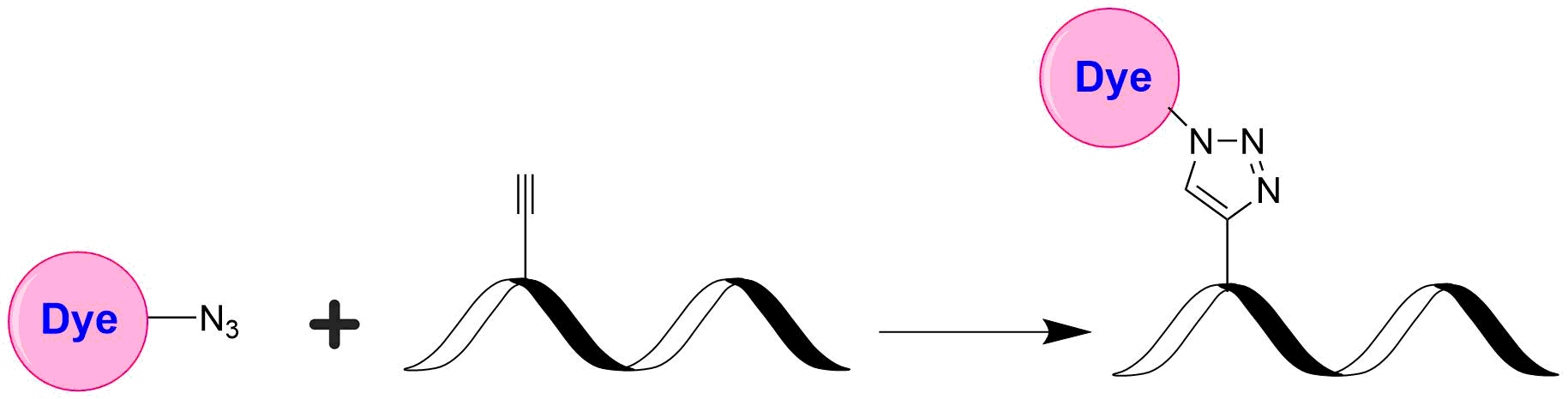 iFluor® 405 azide is reasonably stable and shows good reactivity and selectivity with alkyne group in click chemistry. iFluor® dyes are optimized for labeling proteins, in particular, antibodies. These dyes are bright, photostable and have minimal quenching on proteins. They can be well excited by the major laser lines of fluorescence instruments (e.g., 350, 405, 488, 555 and 633 nm).