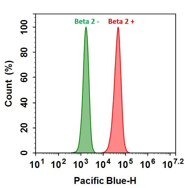 HL-60 cells were incubated with (Red, +) or without (Green, -) Anti-beta 2 rabbit antibody (Beta 2), followed by iFluor™ 405 goat anti-rabbit IgG conjugate. The fluorescence signal was monitored using ACEA NovoCyte flow cytometer in Pacific Blue channel.
