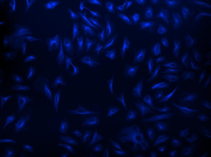 <p>HeLa cells were incubated with mouse anti-tubulin and biotin goat anti-mouse IgG followed by AAT’s iFluor® 405-streptavidin conjugate.</p>