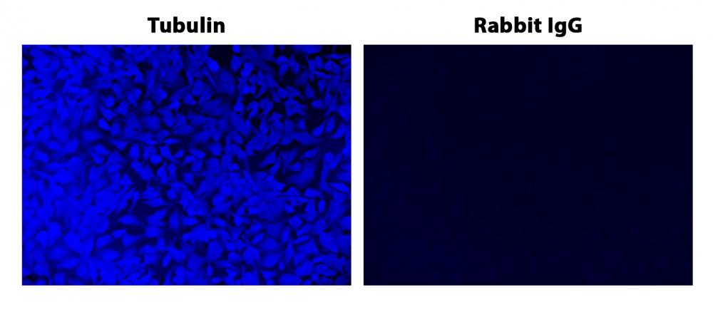 Fluorescence images of HeLa cells labeled with rabbit anti-Tubulin primary antibody. Cells were then stained with a HRP-labeled Goat anti-Rabbit IgG secondary antibody followed by iFluor® 405 Styramide. Fluorescence images were taken using the DAPI filter set.