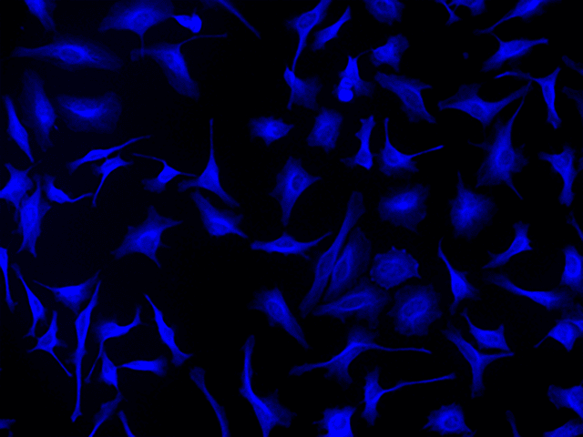 Fixed and permeabilized HeLa cells were incubated with rabbit anti-tubulin antibody, then labeled with HRP-labeled Goat anti-Rabbit IgG (Cat No. 16793), and detected using iFluor® 405 styramide (Cat No. 44908). Images were captured on a fluorescence microscope equipped with a DAPI filter set.