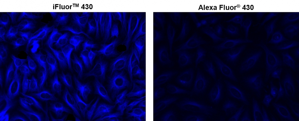 <p>HeLa cells were incubated with mouse anti-tubulin followed by AAT’s iFluor<sup>TM</sup> 430 goat anti-mouse IgG conjugate (Left) or goat anti-mouse IgG conjugated with Alexa Fluor<sup>®</sup> 430  (Right), respectively.</p>