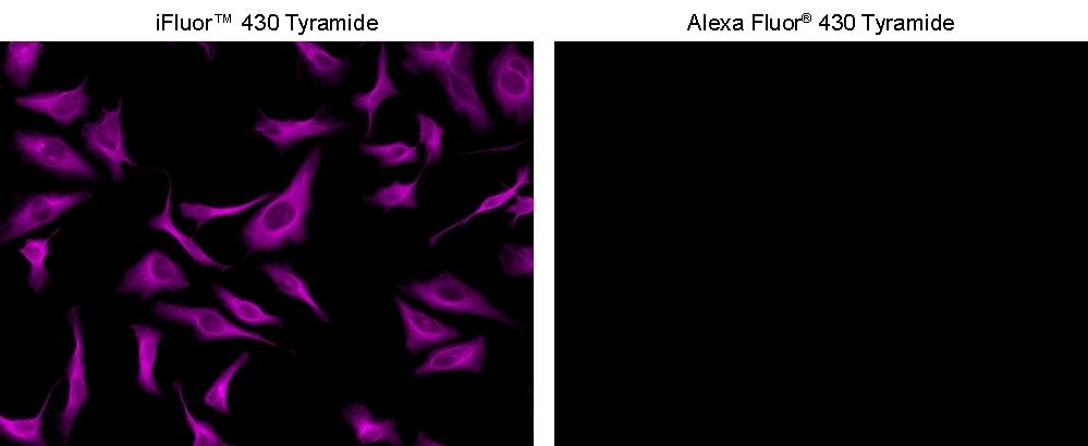 <strong>Superior sensitivity with iFluor® 430 tyramide.</strong> HeLa cells were incubated with primary anti-tubulin antibodies followed by detection with HRP-Goat anti-Mouse IgG and iFluor® 430 tyramide™ (Left) or Alexa Fluor® 430 tyramide (Right). Fluorescence images were taken on a Keyence BZ-X710 fluorescence microscope equipped with a violet filter set.