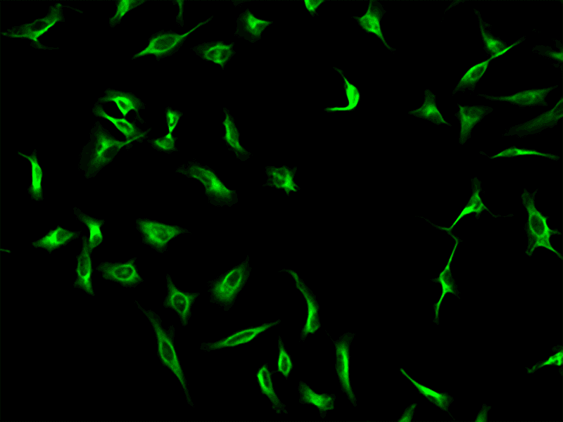 Fixed and permeabilized HeLa cells were incubated with rabbit anti-tubulin antibody, then labeled with HRP-labeled Goat anti-Rabbit IgG (Cat No. 16793), and detected using iFluor® 440 styramide (Cat No. 44900). Images were captured on a fluorescence microscope equipped with a DAPI filter set.