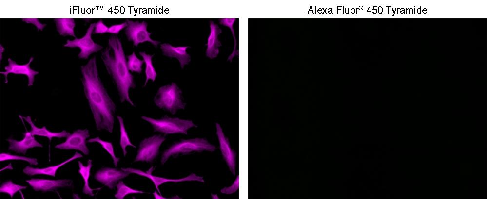 <strong>Superior sensitivity with iFluor® 450 tyramide.</strong> HeLa cells were incubated with primary anti-tubulin antibodies followed by detection with HRP-Goat anti-Mouse&nbsp;IgG and<strong><em>&nbsp;</em></strong>iFluor® 450 tyramide (Left) or Alexa Fluor&reg; 450 tyramide (Right). Fluorescence images were taken on a Keyence BZ-X710 fluorescence microscope equipped with a FITC filter set.