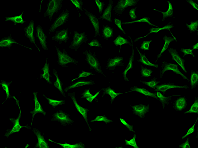Fixed and permeabilized HeLa cells were incubated with rabbit anti-tubulin antibody, then labeled with HRP-labeled Goat anti-Rabbit IgG (Cat No. 16793), and detected using iFluor® 460 styramide (Cat No. 44902). Images were captured on a fluorescence microscope equipped with a FITC filter set.
