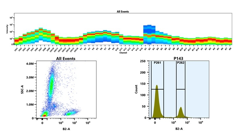 (Top) Spectral emission profiles generated using four spatially offset lasers (355 nm, 405 nm, 488 nm, and 640 nm). Each laser produced a distinct emission pattern, and their combination yielded the composite spectral signature. (Bottom) Flow cytometry analysis of whole blood stained with iFluor® 488 Anti-human CD2 Antibody *HIT11*. The fluorescence signal was monitored using an Cytek Aurora flow cytometer in the specific B2-A channel.