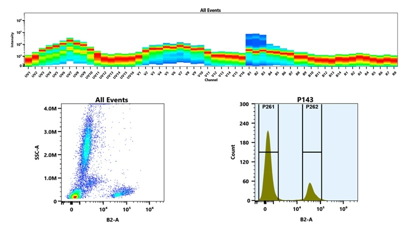 (Top) Spectral emission profiles generated using four spatially offset lasers (355 nm, 405 nm, 488 nm, and 640 nm). Each laser produced a distinct emission pattern, and their combination yielded the composite spectral signature. (Bottom) Flow cytometry analysis of whole blood stained with iFluor® 488 Anti-human CD2 Antibody *RPA-2.10*. The fluorescence signal was monitored using an Cytek Aurora flow cytometer in the specific B2-A channel.