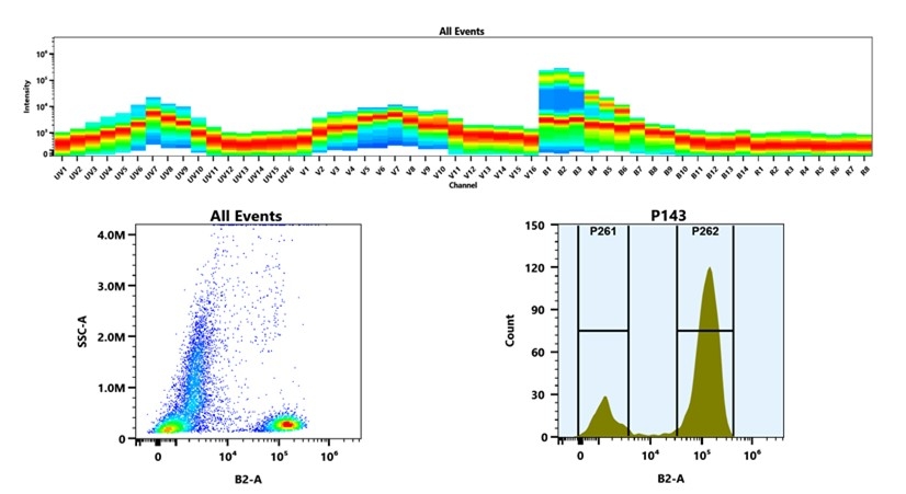 (Top) Spectral emission profiles generated using four spatially offset lasers (355 nm, 405 nm, 488 nm, and 640 nm). Each laser produced a distinct emission pattern, and their combination yielded the composite spectral signature. (Bottom) Flow cytometry analysis of whole blood stained with iFluor® 488 Anti-human CD3 Antibody *HIT3a*. The fluorescence signal was monitored using an Cytek Aurora flow cytometer in the specific B2-A channel.