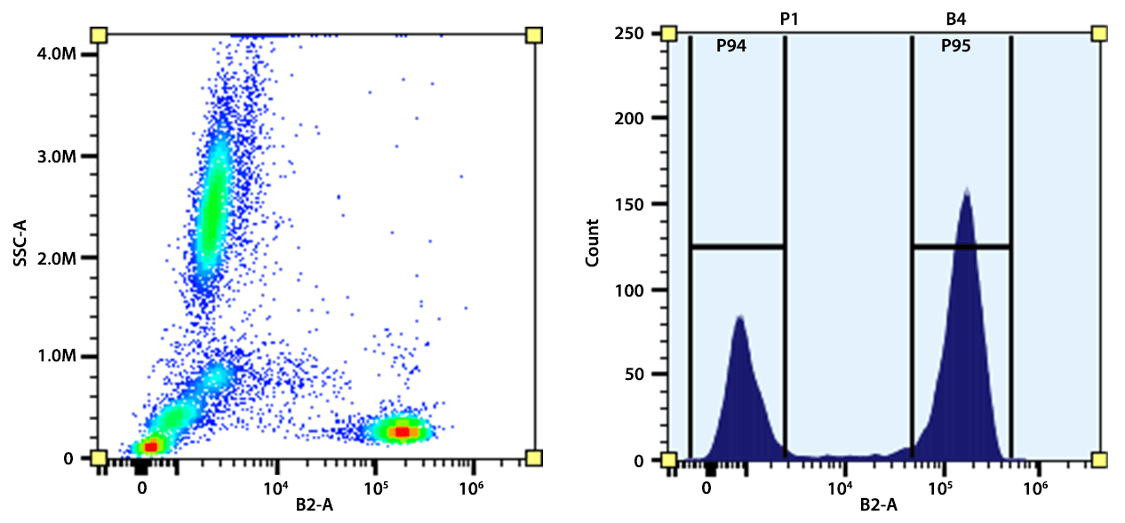Flow cytometry analysis of whole blood cells stained with iFluor® 488 anti-human CD3 antibody (Clone: SK7). The fluorescence signal was monitored using an Aurora spectral flow cytometer in the iFluor® 488 specific B2-A channel.