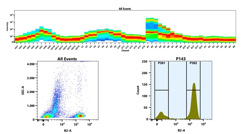 (Top) Spectral emission profiles generated using four spatially offset lasers (355 nm, 405 nm, 488 nm, and 640 nm). Each laser produced a distinct emission pattern, and their combination yielded the composite spectral signature. (Bottom) Flow cytometry analysis of whole blood stained with iFluor® 488 Anti-human CD3 Antibody *UCHT1*. The fluorescence signal was monitored using an Cytek Aurora flow cytometer in the specific B2-A channel.