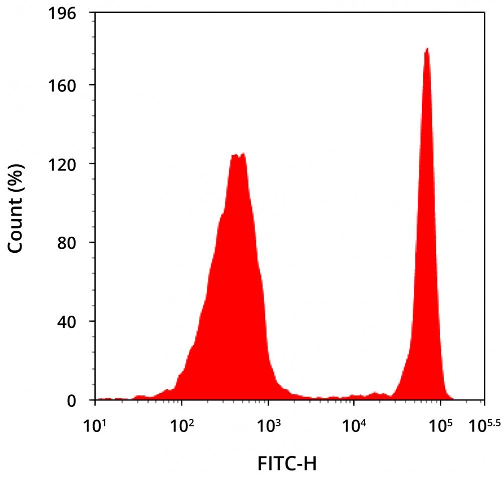 Detection of CD4 in human peripheral blood lymphocytes stained by flow cytometry. Human PBMCs were stained with mouse anti-human CD4 iFluor®488 conjugated monoclonal antibody. The fluorescence signal was monitored using an ACEA NovoCyte flow cytometer in the FITC channel.
