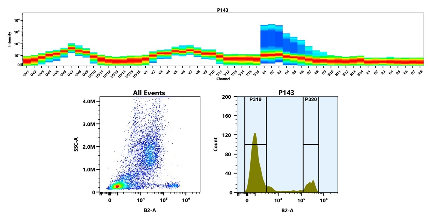 (Top) Spectral emission profiles generated using four spatially offset lasers (355 nm, 405 nm, 488 nm, and 640 nm). Each laser produced a distinct emission pattern, and their combination yielded the composite spectral signature. (Bottom) Flow cytometry analysis of whole blood stained with iFluor® 488 Anti-human CD8 Antibody OKT-8 (Cat. #10082050). The fluorescence signal was monitored using an Cytek Aurora flow cytometer in the specific B2-A channel.