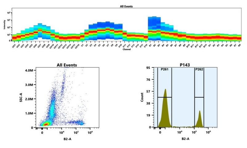 (Top) Spectral emission profiles generated using four spatially offset lasers (355 nm, 405 nm, 488 nm, and 640 nm). Each laser produced a distinct emission pattern, and their combination yielded the composite spectral signature. (Bottom) Flow cytometry analysis of whole blood stained with iFluor® 488 Anti-human CD8 Antibody *SK1*. The fluorescence signal was monitored using an Aurora spectral flow cytometer in the specific B2-A channel.