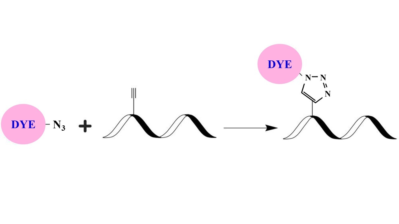 <p>Click chemistry is a method for attaching a probe or substrate of interest to a specific biomolecule, a process called bioconjugation. The possibility of attaching fluorophores and other reporter molecules has made click chemistry a very powerful tool for identifying, locating, and characterizing both old and new biomolecules. The classic click reaction is the copper-catalyzed reaction of an azide with an alkyne to form a 5-membered heteroatom ring, this reaction is commonly called Cu(I)-Catalyzed Azide-Alkyne Cycloaddition (CuAAC).</p>