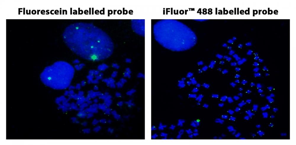 Fluorescence In Situ Hybridization of Fluorescein and iFluor® 488-dUTP labelled Telomere probes in metaphase HeLa cells.