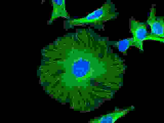HeLa cells were stained with mouse anti-tubulin followed by iFluor 488 goat anti-mouse IgG (H+L), and nuclei were stained with Nuclear Blue DCS1 (Cat#17548).