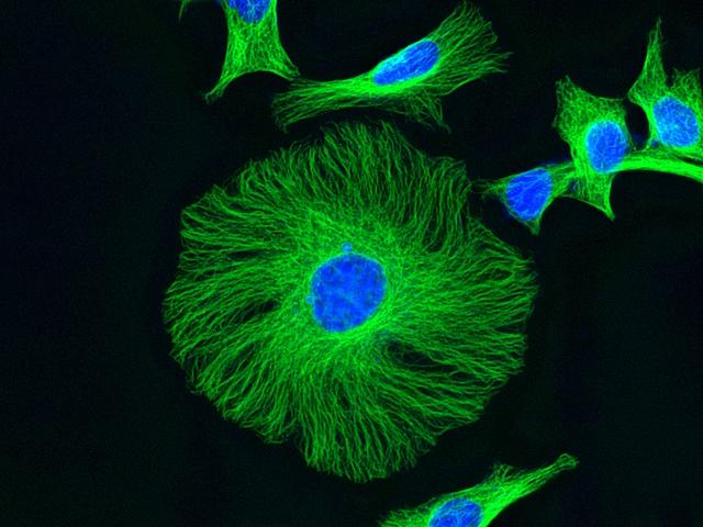 HeLa cells were stained with mouse anti-tubulin followed by iFluor 488 goat anti-mouse IgG (H+L), and nuclei were stained with Nuclear Blue DCS1 (Cat#17548).