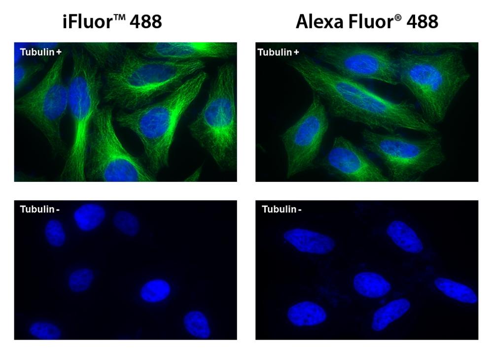 HeLa cells were incubated with (Tubulin+) or without (Tubulin-) mouse anti-tubulin followed by iFluor™ 488 goat anti-mouse IgG conjugate (Green, Left) or Alexa Fluor® 488 goat anti-mouse IgG conjugate (Green, Right), respectively. Cell nuclei were stained with Hoechst 33342 (Blue).
