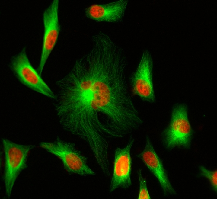 <p>HeLa cells were stained with rabbit anti-tubulin followed by iFluor 488 goat anti-rabbit IgG (H+L), and nuclei were stained with Nuclear Red DCS1.</p>