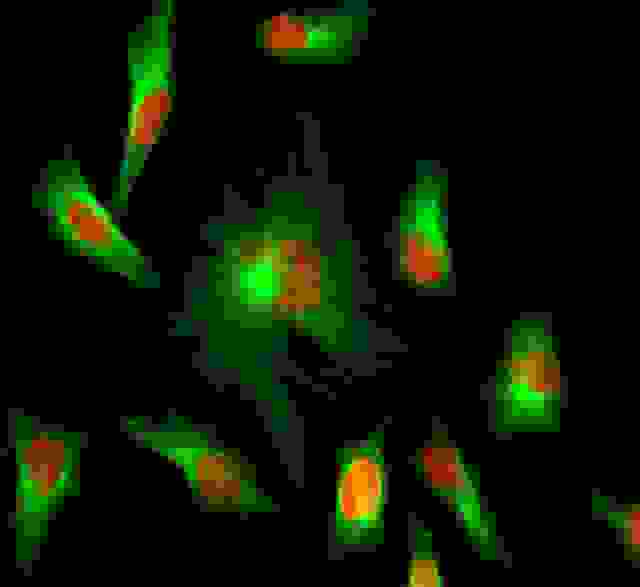 HeLa cells were stained with rabbit anti-tubulin followed by iFluor 488 goat anti-rabbit IgG (H+L), and nuclei were stained with Nuclear Red DCS1.