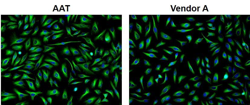 HeLa cells were incubated with mouse anti-tubulin and biotin goat anti-mouse IgG followed by AAT's iFluorTM 488-streptavidin conjugate (Green, Left) or streptavidin conjugated with Alexa Fluor&reg; 488  (Green, Right), respectively. Cell nuclei were stained with Hoechst 33342 (Blue, Cat#17530).