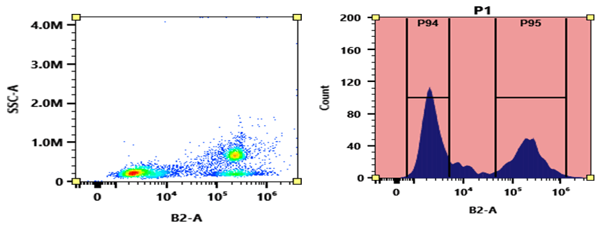Flow cytometry analysis of PBMC stained with iFluor® 488 anti-human CD24 *HI45* conjugate. The fluorescence signal was monitored using an Aurora spectral flow cytometer in the iFluor® 488 specific B2-A channel.