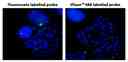 Fluorescence In Situ Hybridization of Fluorescein and iFluor® 488 labelled Telomere probes in metaphase HeLa cells.