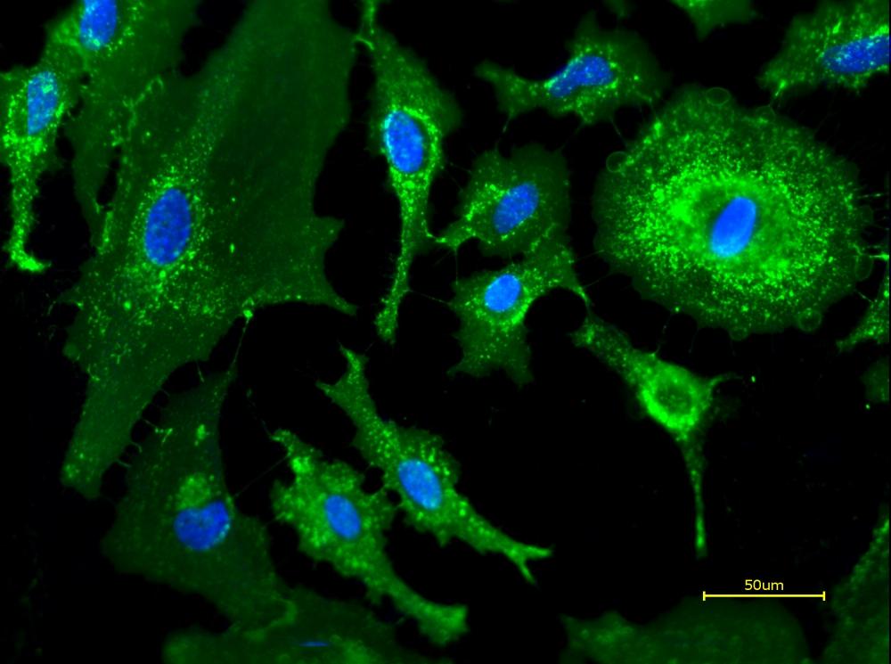 Live HeLa cells were stained with&nbsp;iFluor® 488-Wheat Germ Agglutinin (WGA) Conjugate at 5&nbsp;&micro;g/mL for 30 minutes followed by Hoechst 33342 (AAT Cat# 17535). Image was acquired using fluorescence microscopy using FITC and DAPI filter set.