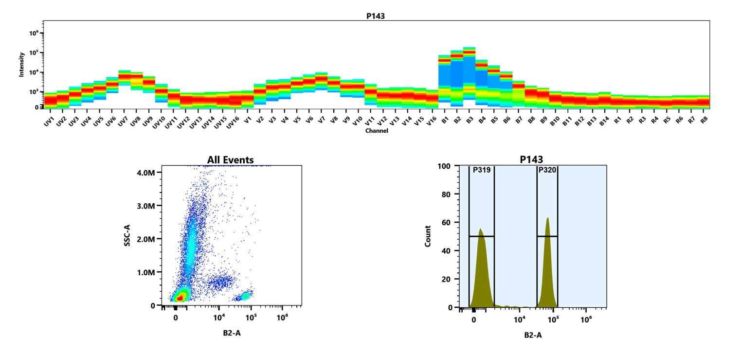 (Top) Spectral emission profiles generated using four spatially offset lasers (355 nm, 405 nm, 488 nm, and 640 nm). Each laser produced a distinct emission pattern, and their combination yielded the composite spectral signature of iFluor® 500.
(Bottom) Flow cytometry analysis of whole blood stained with anti-human CD4 antibody (clone RPA-T4) (Cat. #Catalog 10041000) conjugated to iFluor® 500 (0.5 µg/test). The fluorescence signal was monitored using a Cytek Aurora spectral flow cytometer in the B2-A channel.