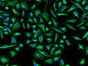 HeLa cells were incubated with mouse anti-tubulin followed by iFluor® 510 goat anti-mouse IgG conjugate (green). Nuclei were stained with DAPI (blue).
