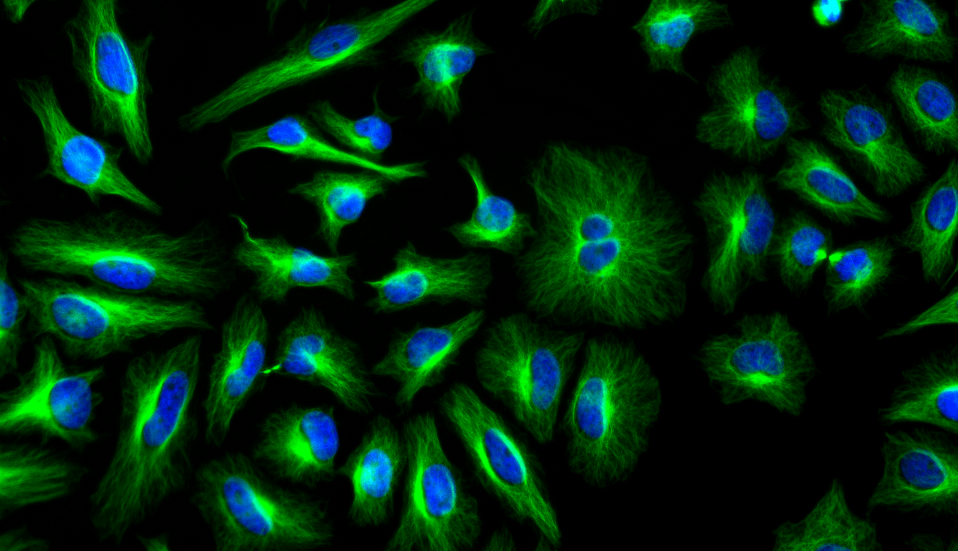 HeLa cells were stained with mouse anti-tubulin followed with iFluor® 514 goat anti-mouse IgG (H+L). Cell nuclei were stained with DAPI (Cat#17507) and imaged in FITC and DAPI filters.
