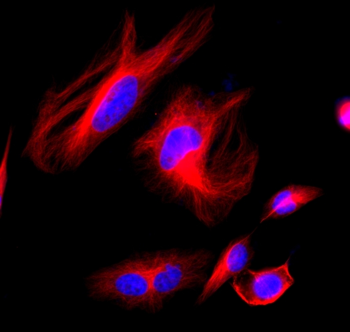 <p>HeLa cells were stained with mouse anti-tubulin followed with iFluor<sup>TM</sup> 514 goat anti-mouse IgG (H+L). Cell nuclei were stained with DAPI (Cat#17507).</p>