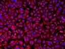 HeLa cells were incubated with rabbit anti-tubulin followed by iFluor® 514 goat anti-rabbit IgG conjugate. Cell nuclei were stained with Hoechst 33342 (Blue, Cat# 17530).