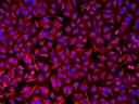 HeLa cells were incubated with rabbit anti-tubulin followed by iFluor® 514 goat anti-rabbit IgG conjugate. Cell nuclei were stained with Hoechst 33342 (Blue, Cat# 17530).