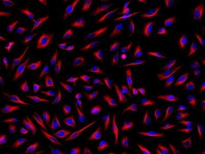 HeLa cells were incubated with mouse anti-tubulin and biotin goat anti-mouse IgG followed by AAT's iFluorTM 514-streptavidin conjugate (Red). Cell nuclei were stained with Hoechst 33342 (Blue, Cat#17530).