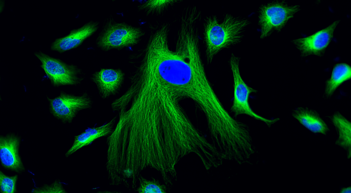Fluorescence image of HeLa cells stained for microtubules. Fixed HeLa cells were immunostained for tubulin using a biotinylated goat anti-mouse IgG secondary antibody, followed by Streptavidin-iFluor® 514 (Cat. #16956) for microtubule detection. Cells were counterstained with Hoechst 33342 (Cat. #17530) for nuclear staining. Images were acquired using FITC and DAPI filter sets and overlaid to show microtubules in green and nuclei in blue.