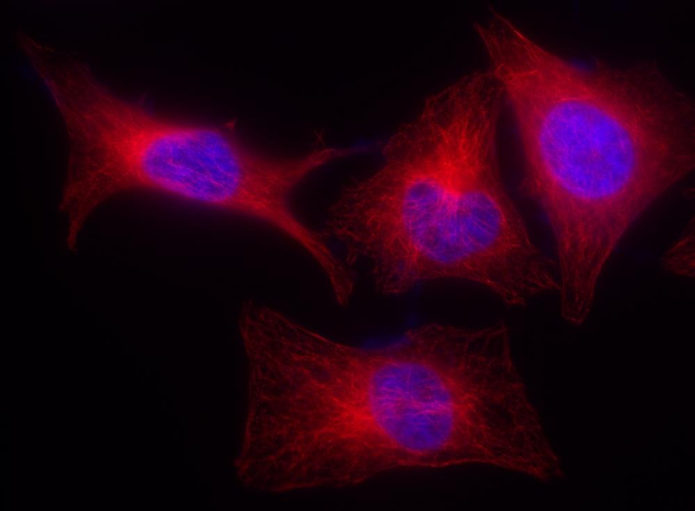 HeLa cells were incubated with mouse anti-tubulin followed by iFluor® 514 goat anti-mouse IgG (H+L). Cell nuclei were stained with Hoechst 33342 (Blue, Cat# 17530).